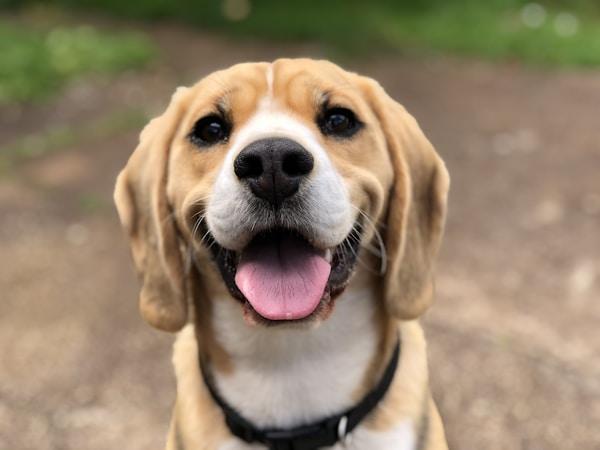 Retrato cercano de un perro sonriente mirando a la cámara