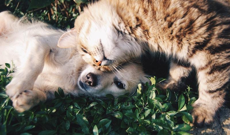 Un perro y un gato descansando juntos, muy cerca, sobre el pasto